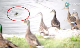 鸭子视频,趣味横生的动物世界瞬间